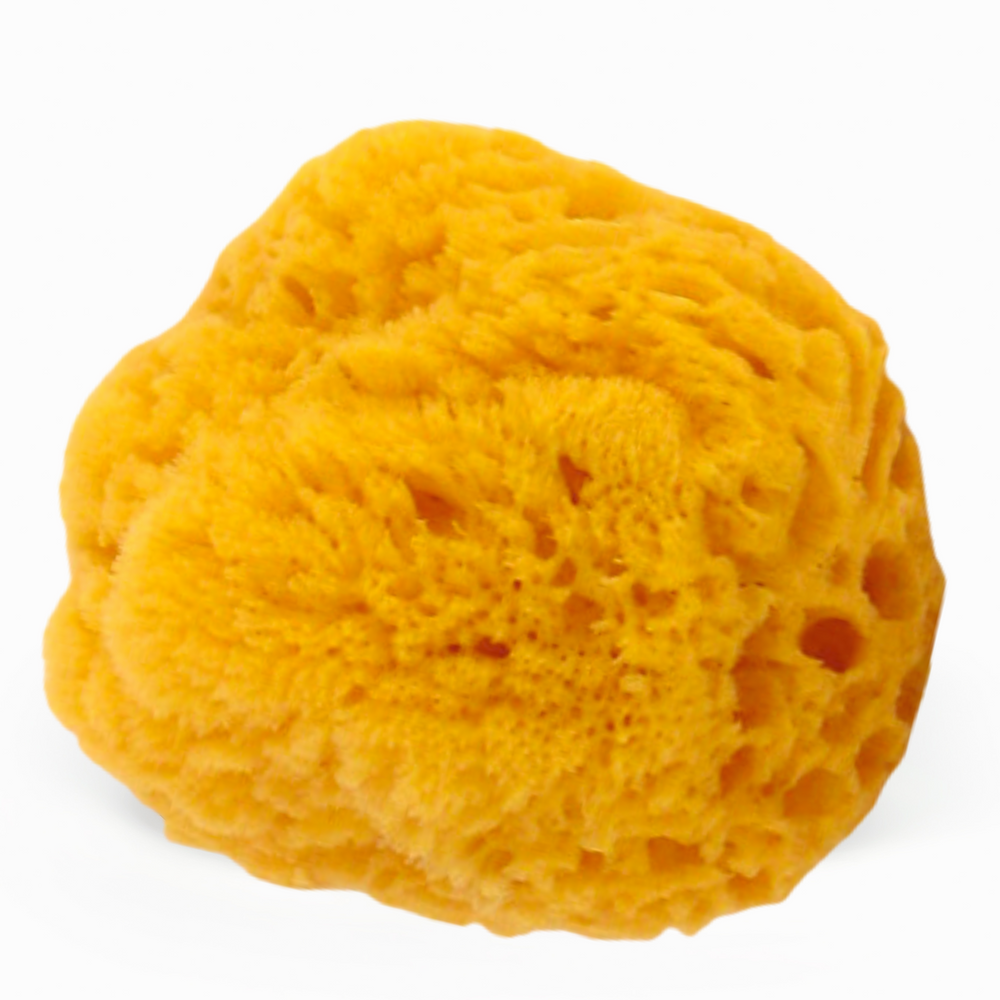 6-7" Yellow Sea Sponge